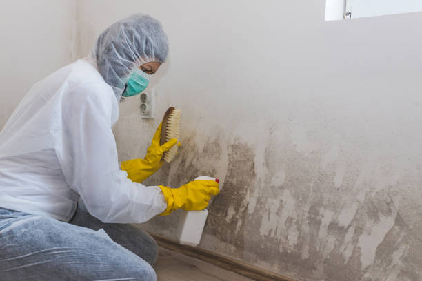 Best Crawl Space Mold Removal  in Eagle Butte, SD