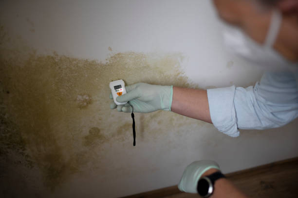 Office Mold Removal Services in Eagle Butte, SD
