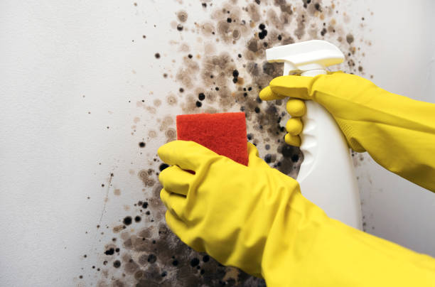 Certified Mold Removal in Eagle Butte, SD
