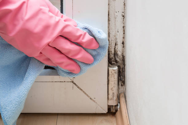 Best Commercial Mold Removal  in Eagle Butte, SD