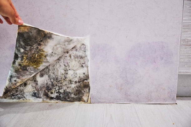 Best Best Mold Removal Companies  in Eagle Butte, SD